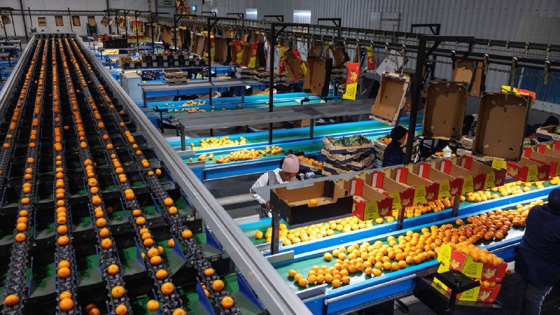 Forget gold and copper. Africa’s latest boom is in fruit