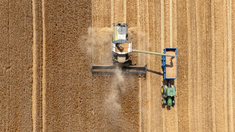 As the climate hurts Britain’s wheat farmers, it’s time to adapt
