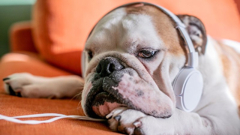 This Summer’s Hottest Audiobooks for Dogs
