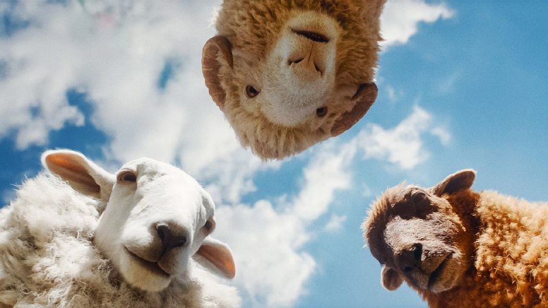 What “The Sheep Detectives” Doesn’t Understand About Sheep
