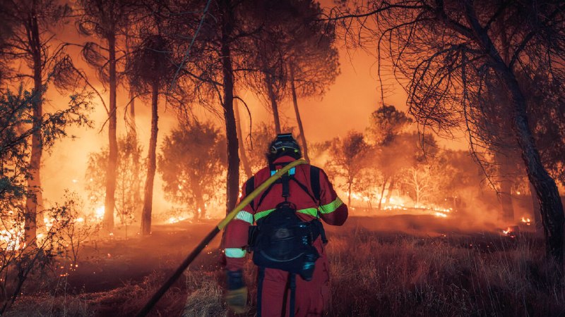 The Climate Issue newsletter: The deadly cost of wildfires