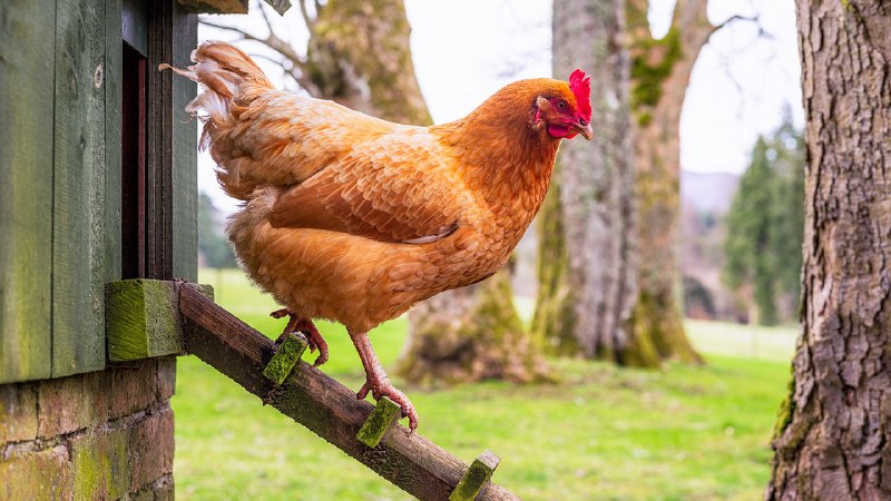 Britain’s reliance on Ukrainian eggs is ruffling feathers