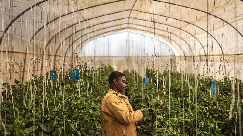 Africa after aid is more resilient than you might think