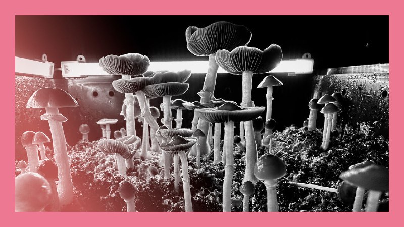Trump’s experiment with psychedelic medicines