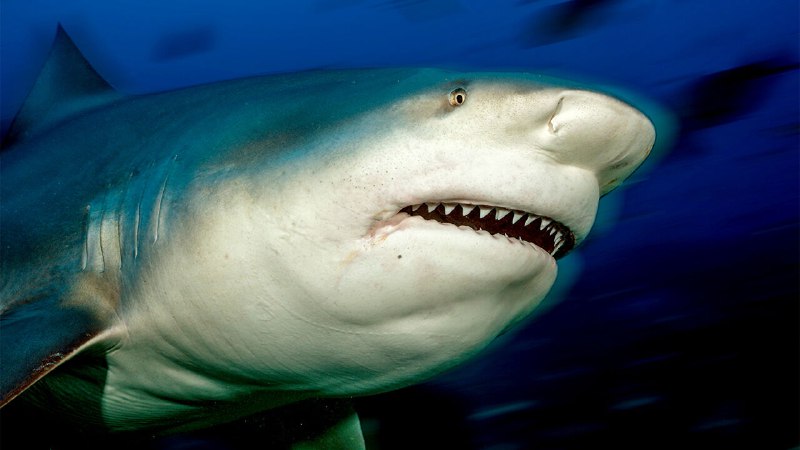 A nasty spate of shark attacks in the Sydney area